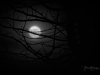 Foggy Moon Silhouette
