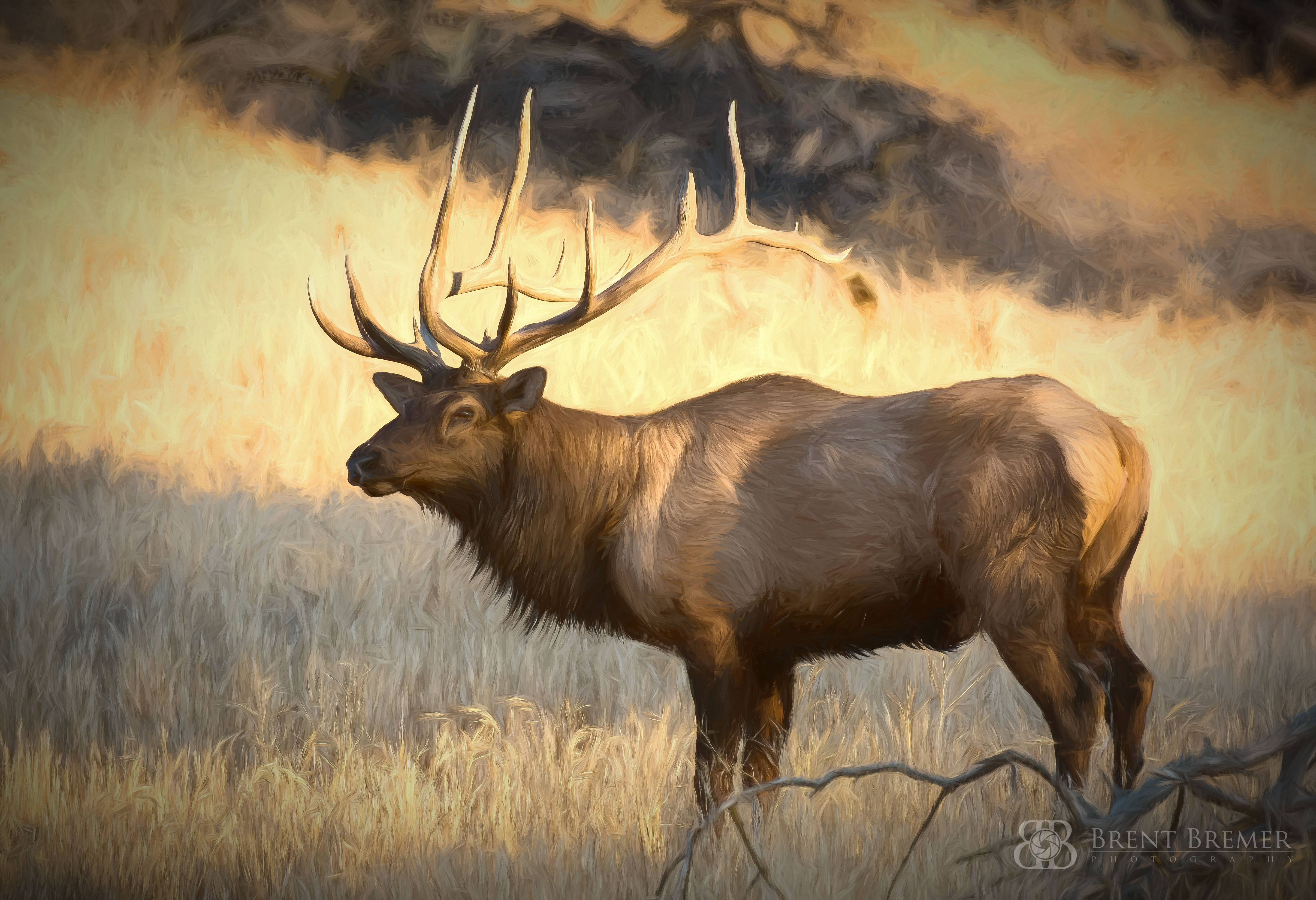 Early Morning Elk Art Art