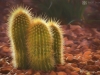 Triple Cactus Art
