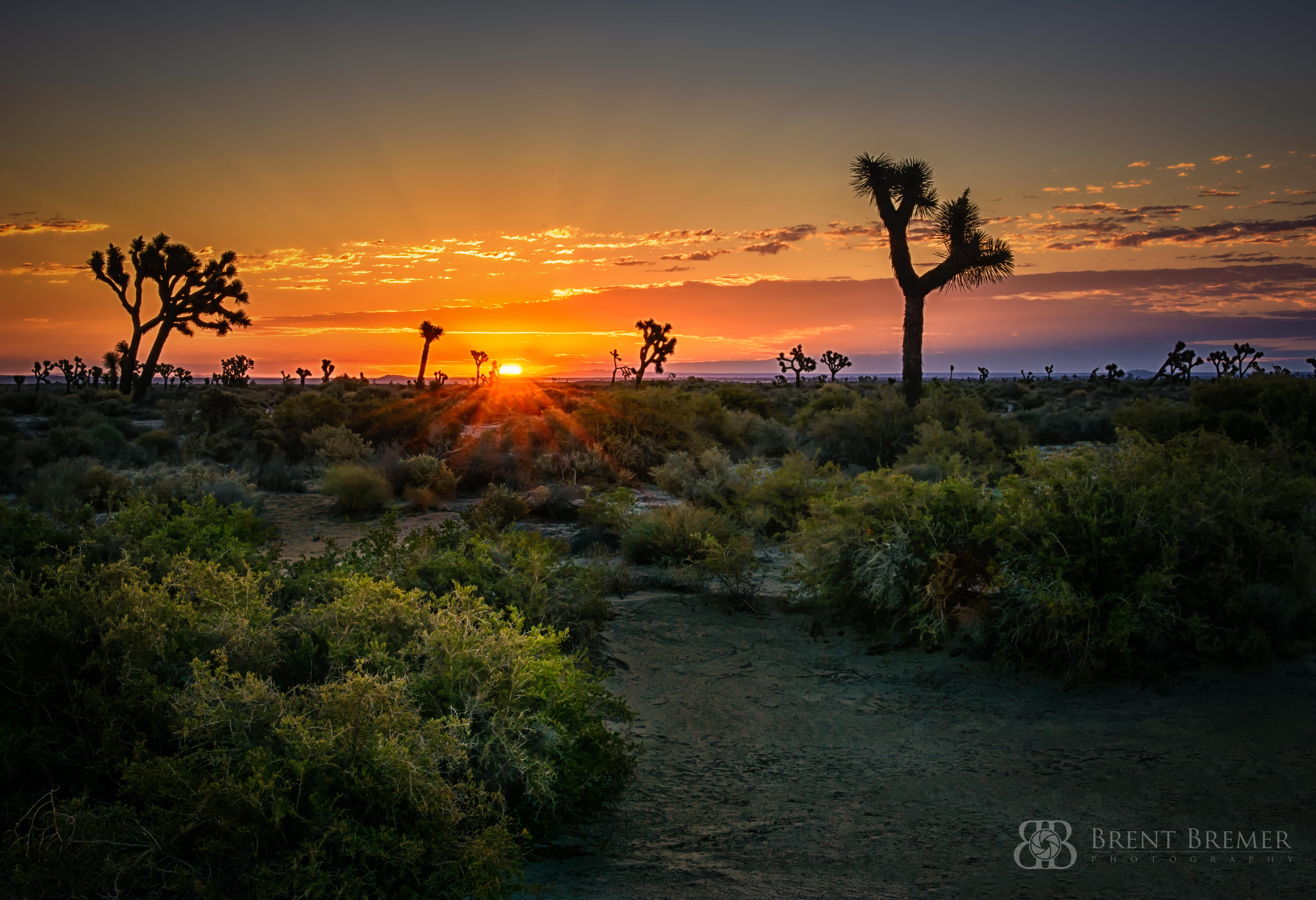 Desert Sunrise-2