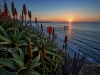 Aloe Vista Sunset
