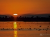 Waterfowl Sunrise