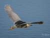Black-crowned Night-Heron Sailing