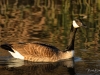 Canada Goose Swimming