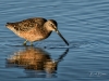 Dowitcher Moving