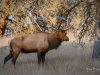 Elk Battle Injury