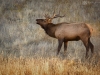 Elks Morning Bugle