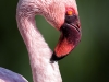 Flamingo Posing