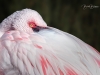 Flamingo Resting