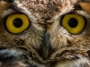 Great Horned Owl Closeup