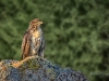 Hawk on Rock at Morning's Light
