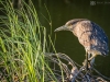 Juvenile Black-crowned Night-Heron 1
