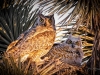 Owl and Owlet in Joshua Tree