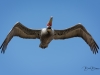 Pelican In-Flight