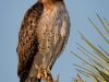 Red-tailed Hawk Posing