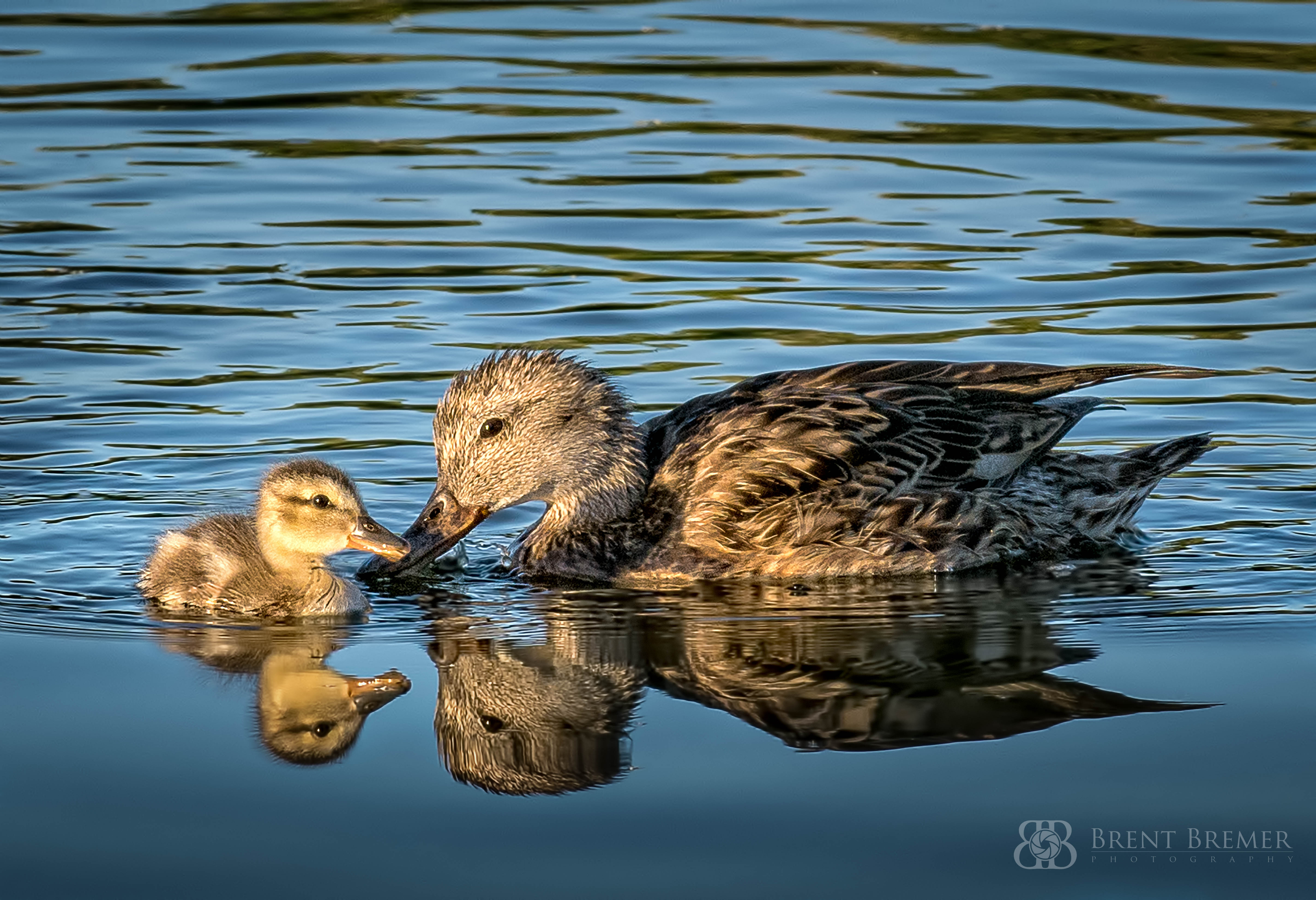 Duck and Duckling.