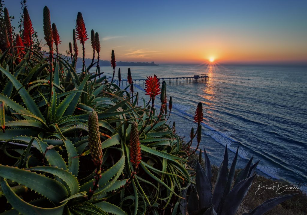 Aloe Vista Sunset
